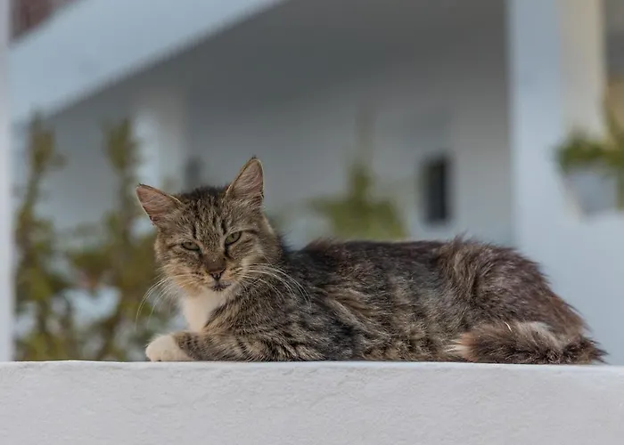 Renalda House In The Port Of Lejlighed Adamantas